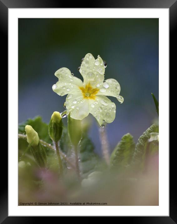 wet primrose Framed Mounted Print by Simon Johnson