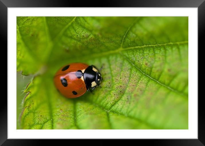 Ladybird macro Framed Mounted Print by Pete Hemington