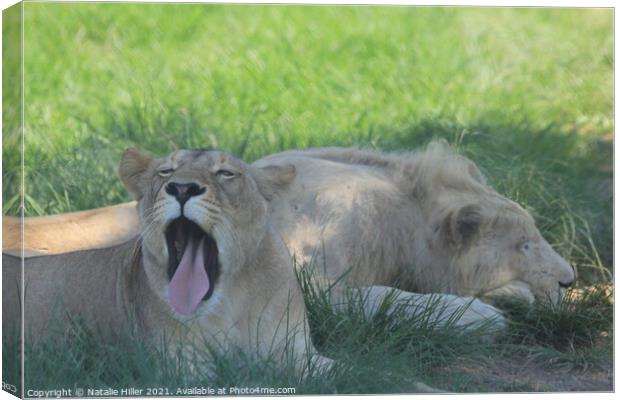 A lion lying in the grass Canvas Print by Natalie Hiller
