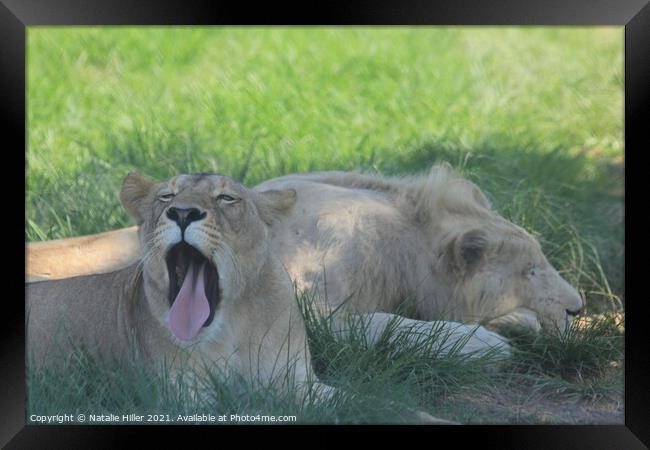 A lion lying in the grass Framed Print by Natalie Hiller