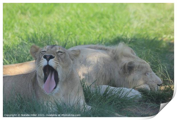 A lion lying in the grass Print by Natalie Hiller