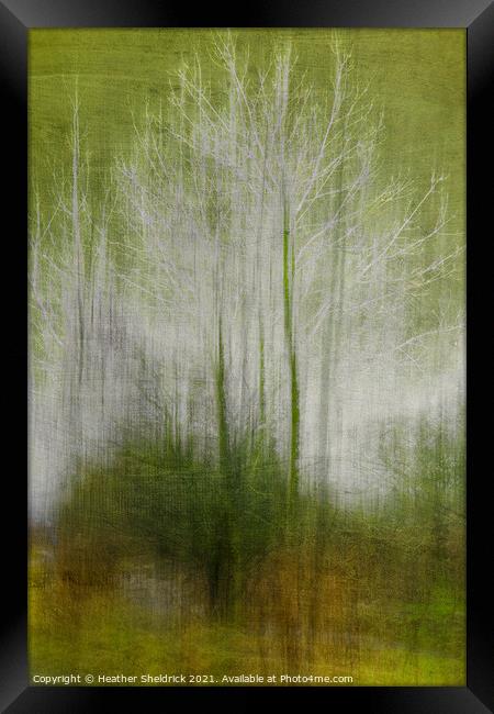 Abstract Winter Trees Framed Print by Heather Sheldrick