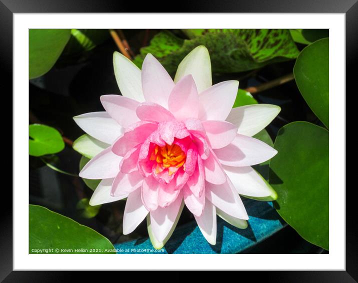 Pink water lily flower (Nymphaeaceae) in a pot Framed Mounted Print by Kevin Hellon