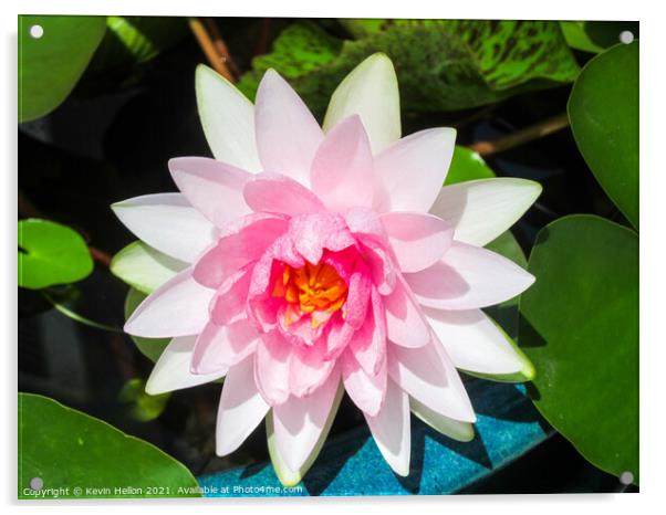 Pink water lily flower (Nymphaeaceae) in a pot Acrylic by Kevin Hellon
