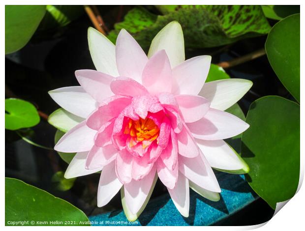 Pink water lily flower (Nymphaeaceae) in a pot Print by Kevin Hellon