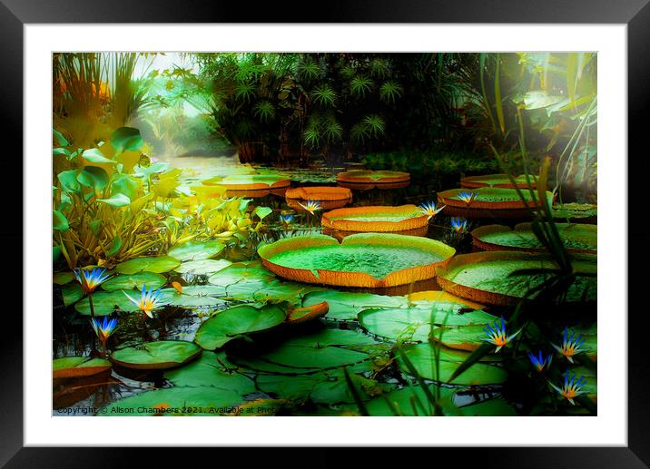 Jungle Lagoon Lily Pads Framed Mounted Print by Alison Chambers