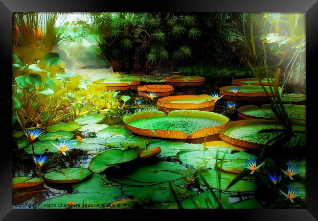 Jungle Lagoon Lily Pads Framed Print by Alison Chambers