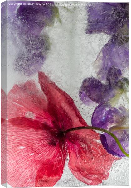 Flowers In Ice Canvas Print by David Pringle