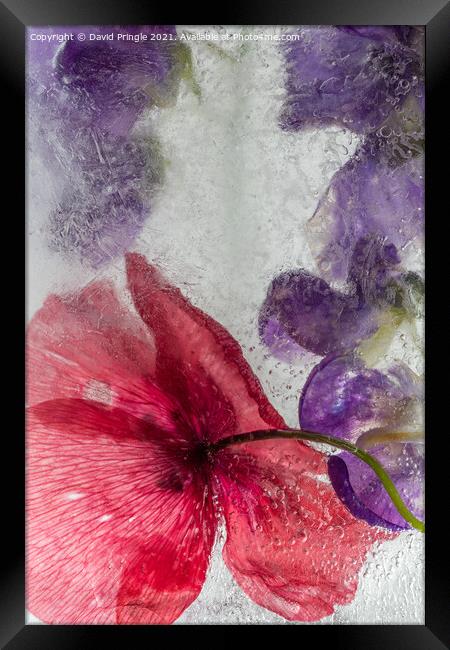 Flowers In Ice Framed Print by David Pringle