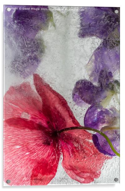 Flowers In Ice Acrylic by David Pringle