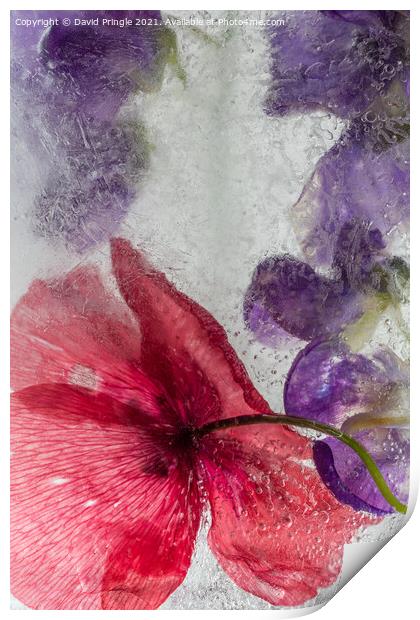 Flowers In Ice Print by David Pringle
