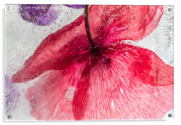 Flowers In Ice Acrylic by David Pringle
