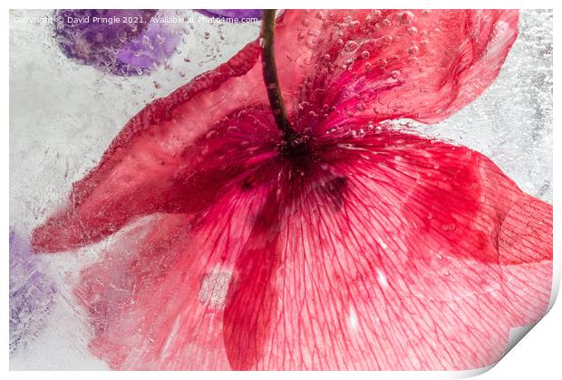 Flowers In Ice Print by David Pringle