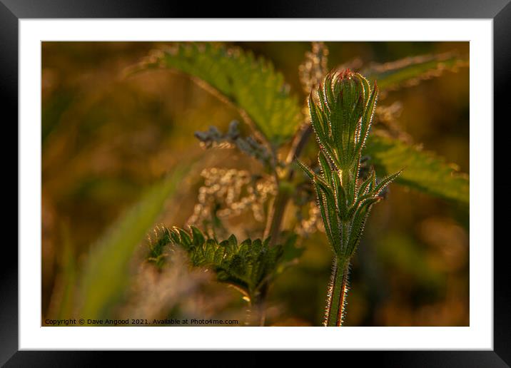 Warmth of Nature Framed Mounted Print by Dave Angood