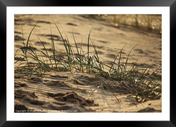 Marram grass (Ammophila), Zeeland Coast Framed Mounted Print by Imladris 