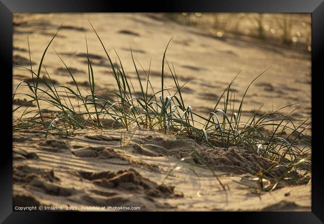 Marram grass (Ammophila), Zeeland Coast Framed Print by Imladris 