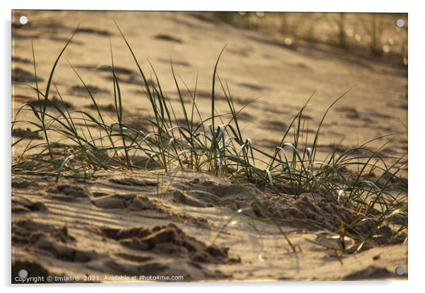 Marram grass (Ammophila), Zeeland Coast Acrylic by Imladris 