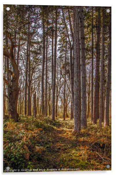 Autumn Pines, Thorndon Country Park Acrylic by Jonathan Bird