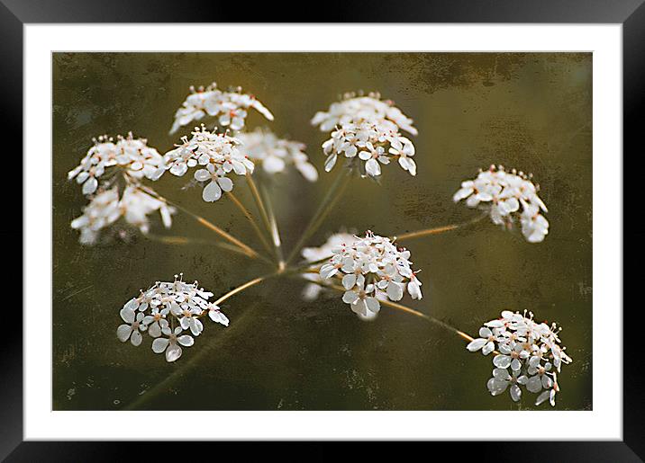 The Wild Side - Cow Parsley Framed Mounted Print by Jacqi Elmslie