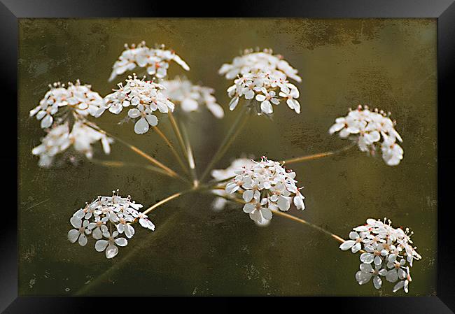 The Wild Side - Cow Parsley Framed Print by Jacqi Elmslie