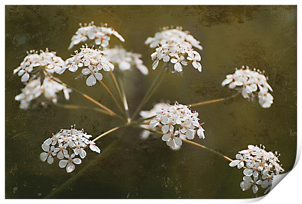 The Wild Side - Cow Parsley Print by Jacqi Elmslie