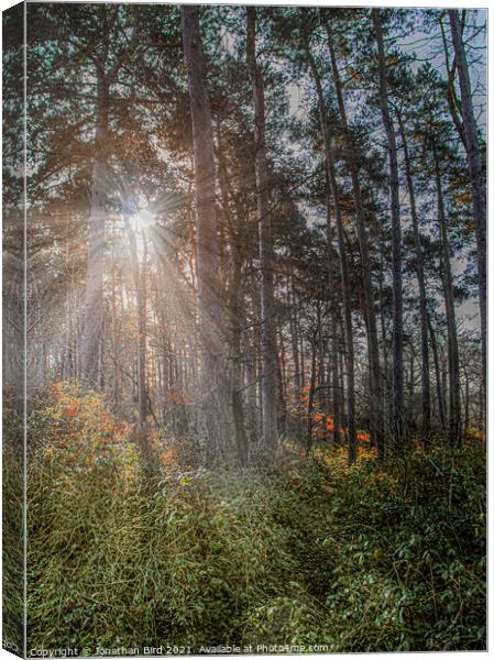 Winter Sun through Pines Canvas Print by Jonathan Bird