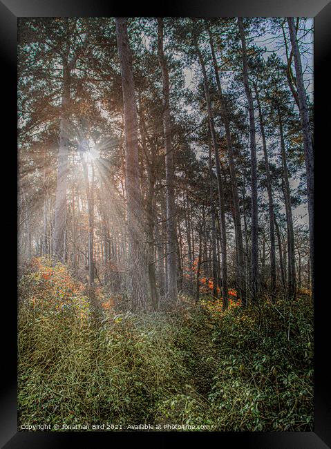 Winter Sun through Pines Framed Print by Jonathan Bird