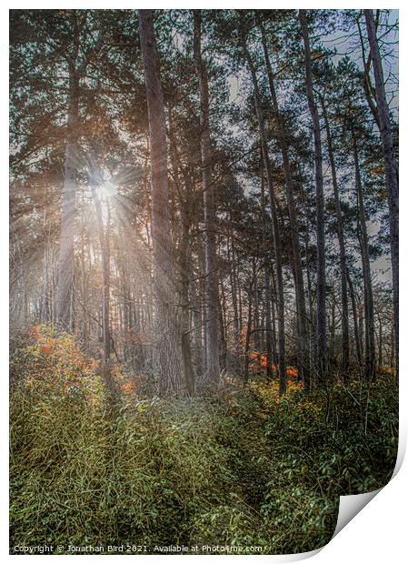 Winter Sun through Pines Print by Jonathan Bird