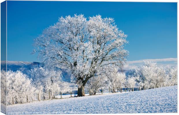Snow covered tree on frosty morning Canvas Print by Chris Warren