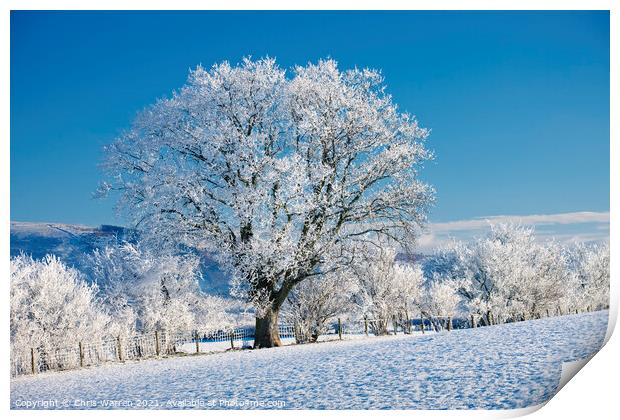 Snow covered tree on frosty morning Print by Chris Warren