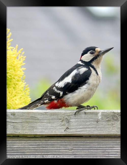 Great Spotted Woodpecker Framed Print by Sue Walker