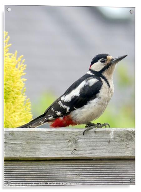 Great Spotted Woodpecker Acrylic by Sue Walker