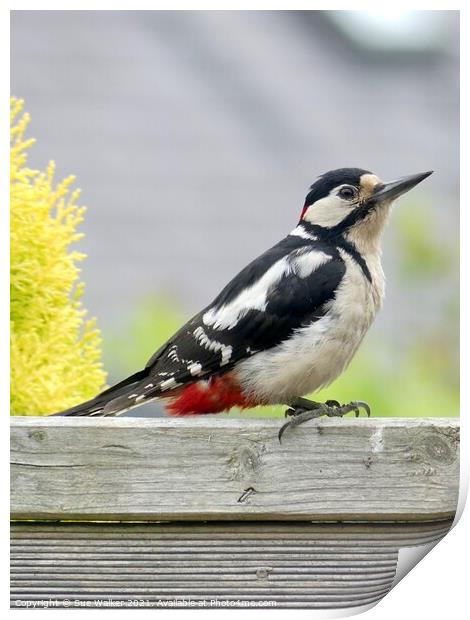 Great Spotted Woodpecker Print by Sue Walker