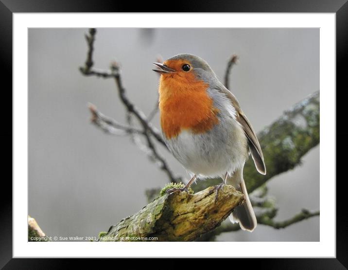 Beautiful singing Robin Framed Mounted Print by Sue Walker