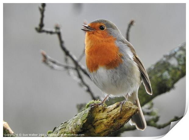 Beautiful singing Robin Print by Sue Walker
