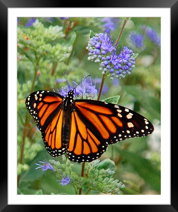 Open-Winged Monarch Framed Mounted Print by Kathleen Stephens