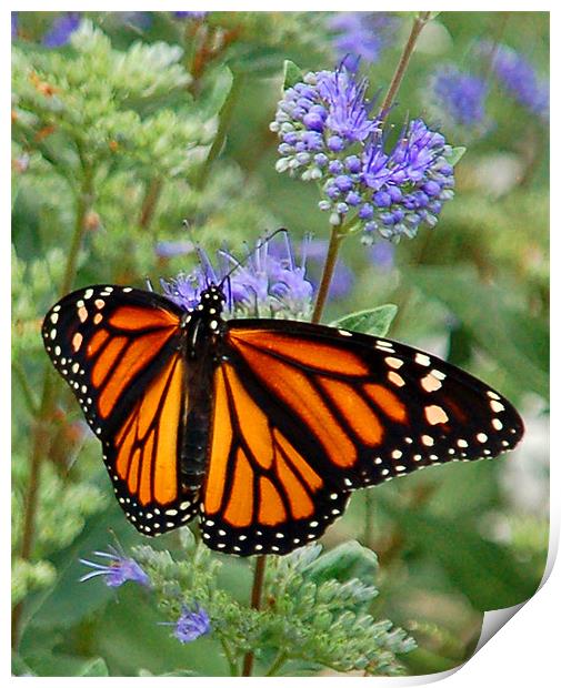 Open-Winged Monarch Print by Kathleen Stephens