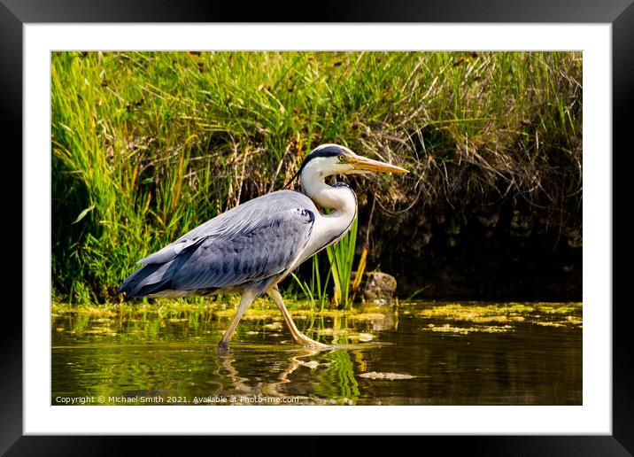 Grey Heron Framed Mounted Print by Michael Smith