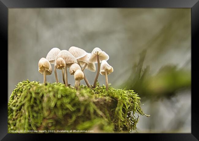 Woodland  Fungi  Framed Print by Andrew Heath