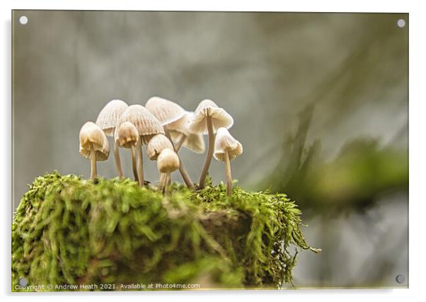 Woodland  Fungi  Acrylic by Andrew Heath