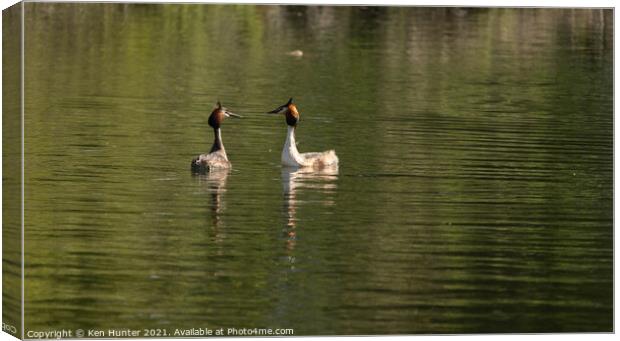 A Pair of Great Crested Grebes on lake in Mating Season Canvas Print by Ken Hunter