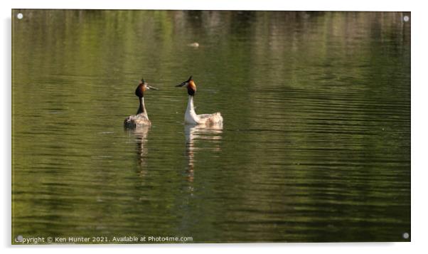 A Pair of Great Crested Grebes on lake in Mating Season Acrylic by Ken Hunter