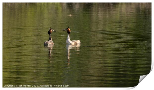 A Pair of Great Crested Grebes on lake in Mating Season Print by Ken Hunter