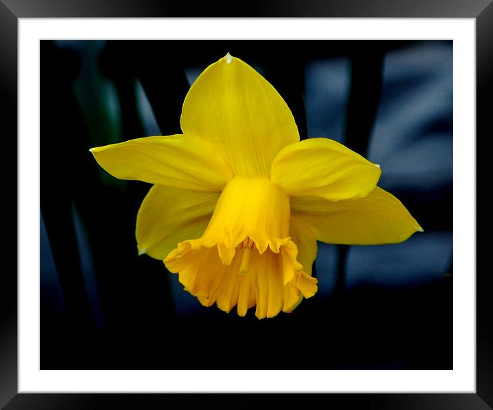Yellow Daffodil Framed Mounted Print by Kathleen Stephens