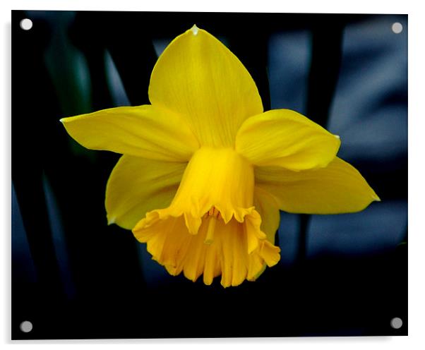 Yellow Daffodil Acrylic by Kathleen Stephens