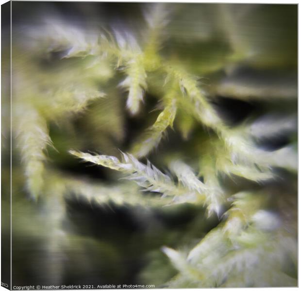 Calming Abstract Moss  Canvas Print by Heather Sheldrick
