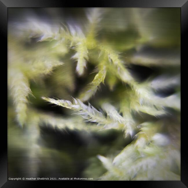 Calming Abstract Moss  Framed Print by Heather Sheldrick