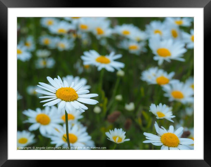 White Daisies Framed Mounted Print by Angela Cottingham