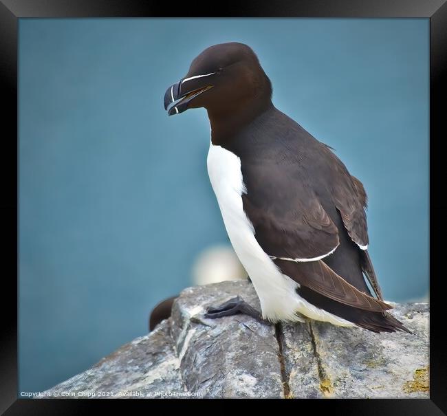 Razorbill Framed Print by Colin Chipp