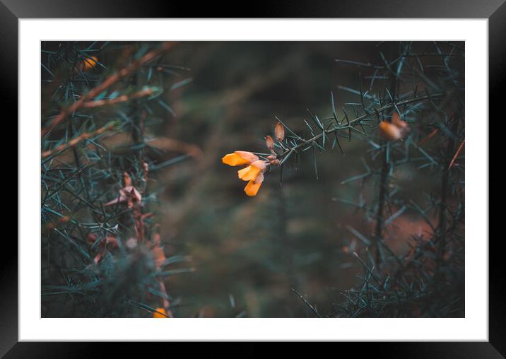 Orange Flower Framed Mounted Print by Wojciech Jagoda